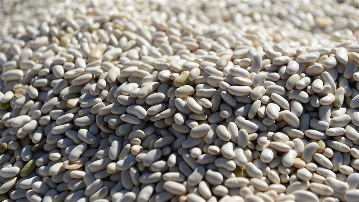 Yedisu Horoz Kuru Fasulyesine Gelen Tescil Üretimi Artırdı