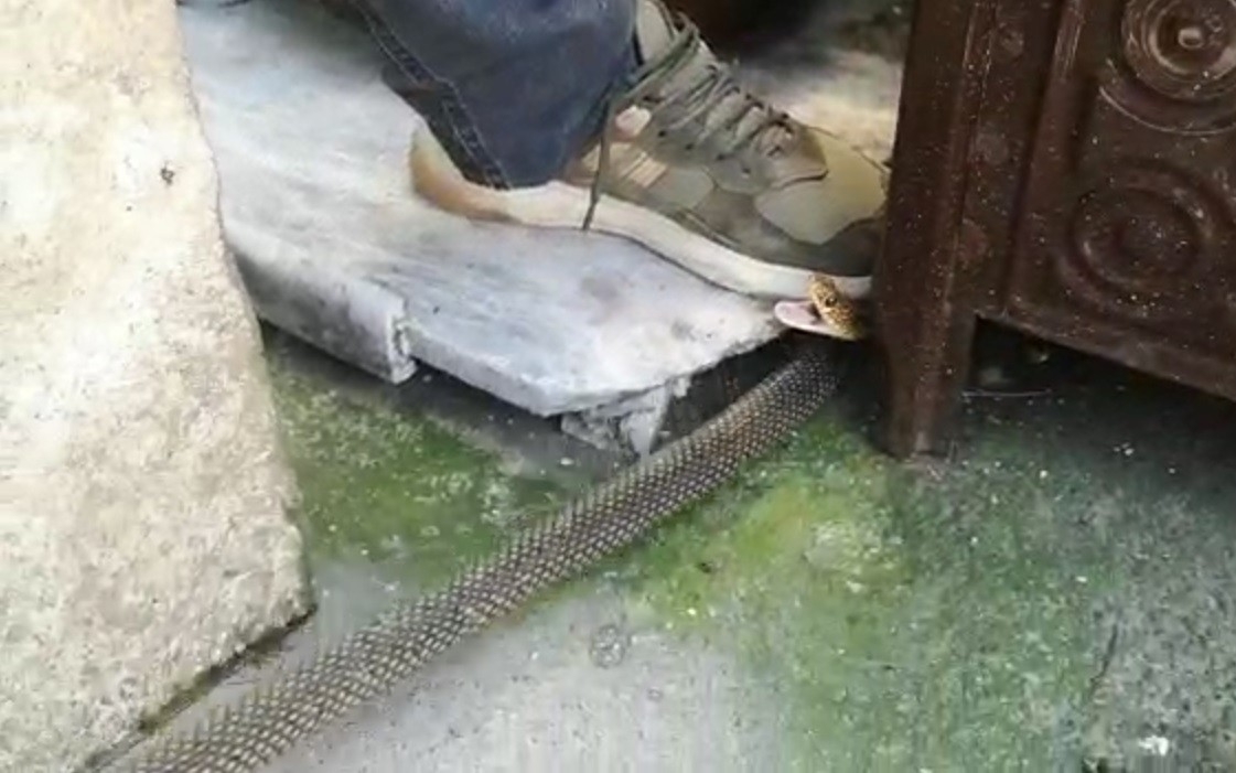Kış uykusuna yatmayan yılan eve girdi, herkes evi boşalttı