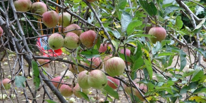Binlerce ton meyve çürümeye terk edildi