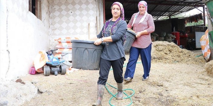 Süt Üreticisi 'süper Eltiler' Birlikte Çalışıp Kazanıyor