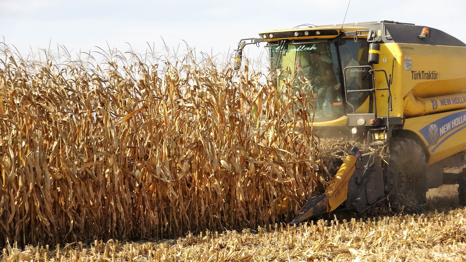 Dane Mısır Çiftçinin Yüzünü Güldürdü