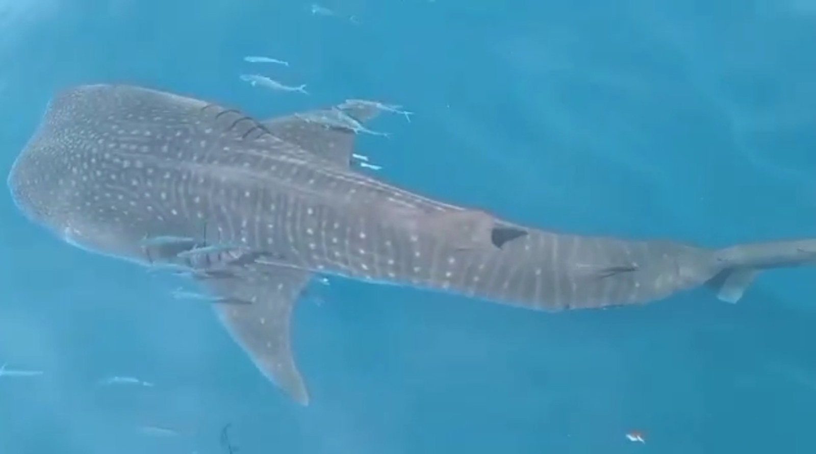 Samandağ Açıklarında Köpek Balığı Şoku