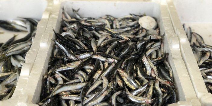 “Yağışlar devam ederse hamsi 10 TL’ye kadar düşer”