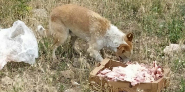 Havaların soğumasıyla sokak hayvanlarının beslenme sıkıntısı artmaya başladı
