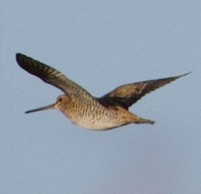 Türkiye’de İlk Defa Sibirya Suçulluğu Görüldü