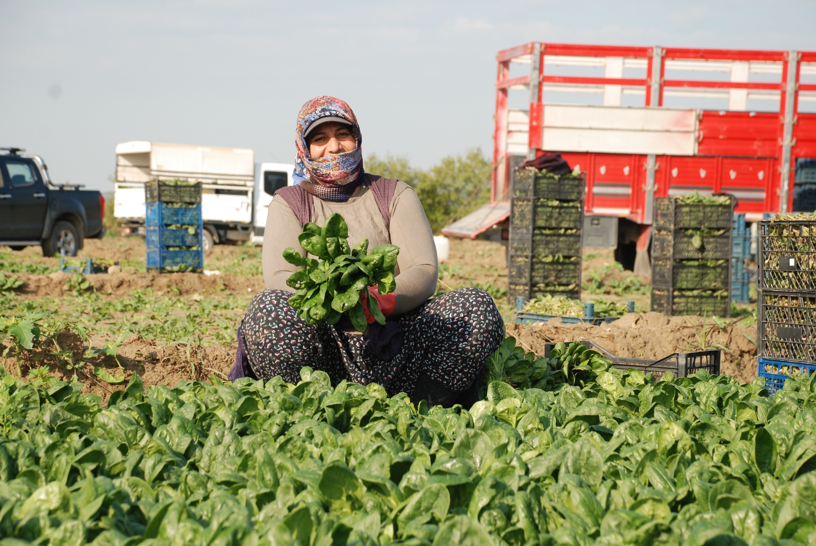 Üretici Ve İşçileri Zehirli Ispanak İddiaları Vurdu: "Haller Ispanak Almıyor"