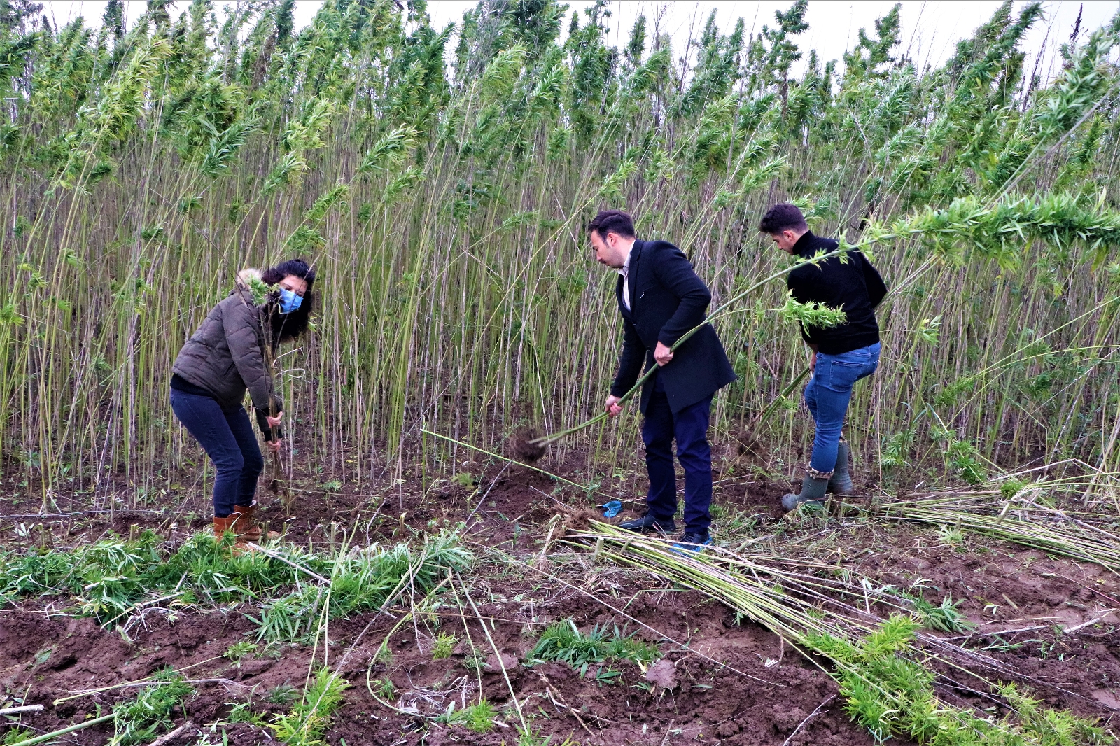 Türkiye’nin İlk Tescilli Kenevirinde Hasat