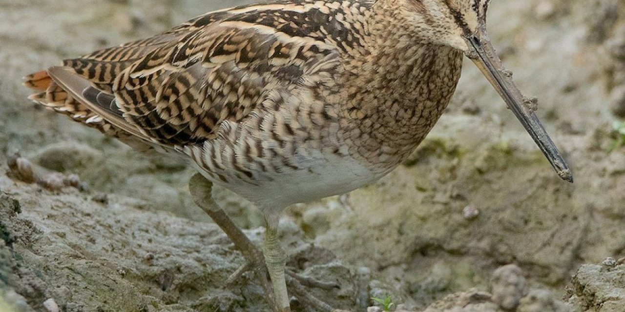 Hatay'da Sibirya suçulluğu görüldü