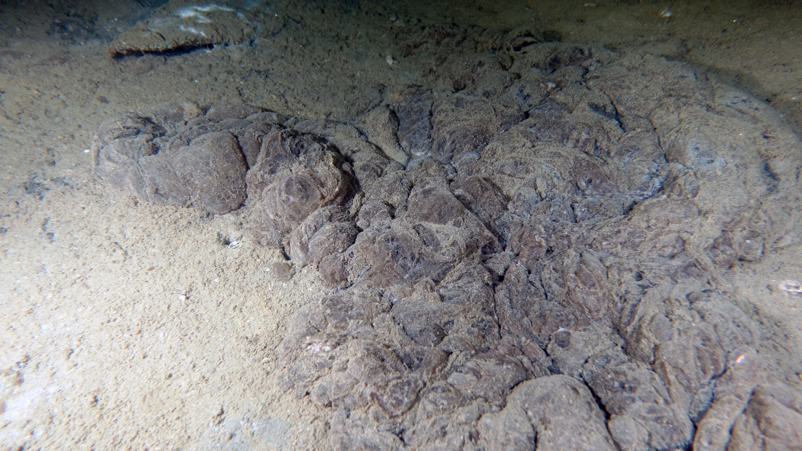 Marmara Soğuyamıyor, Müsilaj Tehlikesi Kapıda