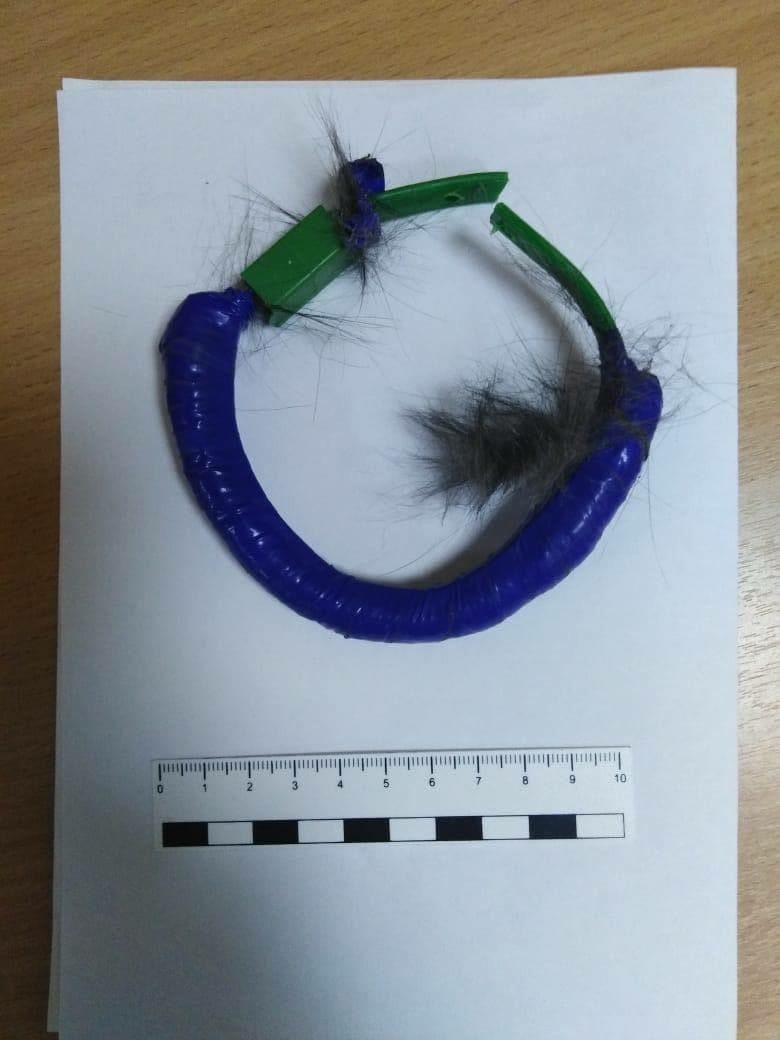 Rusya’da hapishane içinde uyuşturucu taşıyan kedi yakalandı