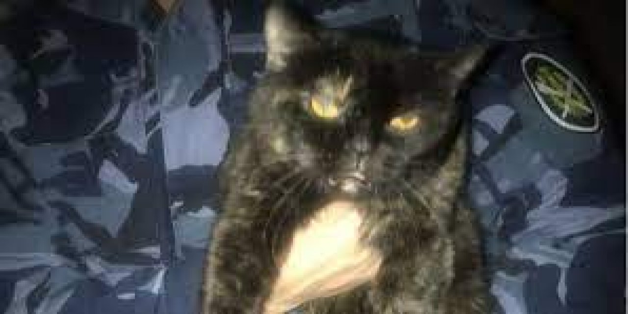 Rusya’da cezaevi içinde uyuşturucu taşıyan kedi yakalandı