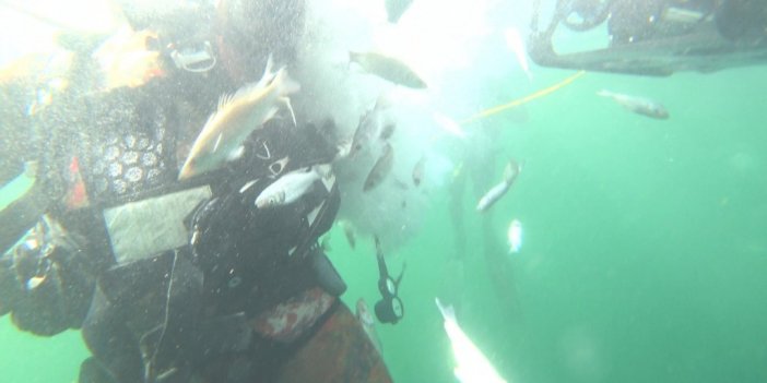 6 bin balık İzmit Körfezi’nde hayat buldu