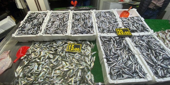 Balık Bollaştı Fiyatlar Tezgahlara Yansımıyor