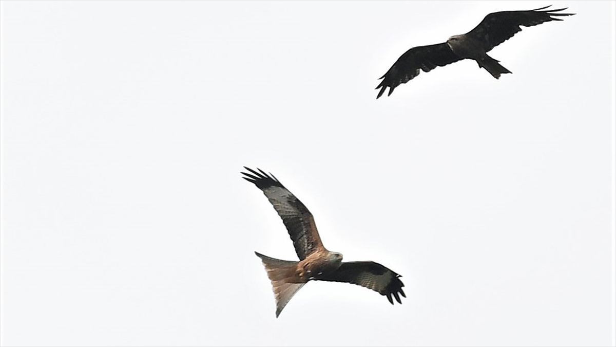 Türkiye'de Nadir Görülen Kızıl Çaylak İstanbul'da Görüntülendi