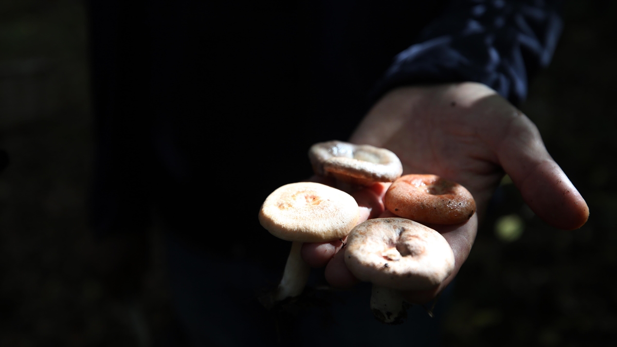 'Mantarı Toplarken Kaybolmayın, Tüketirken Zehirlenmeyin' Uyarısı