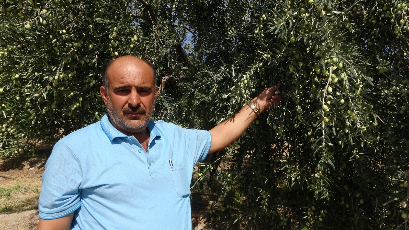 Kuraklık Zeytinde Rekolteyi Düşürdü, Kaliteyi Etkilemedi