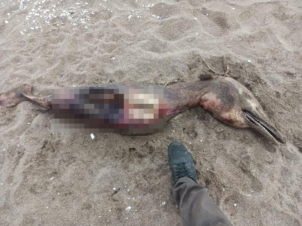 Sahilde Parçalanmış ve Tanınmaz Halde Bulunmuştu, Bakın Ne Çıktı