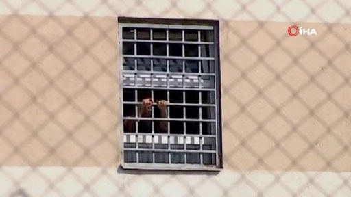 Eski Gürcistan Cumhurbaşkanı Saakaşvili Parmaklıklar Ardında Görüntülendi