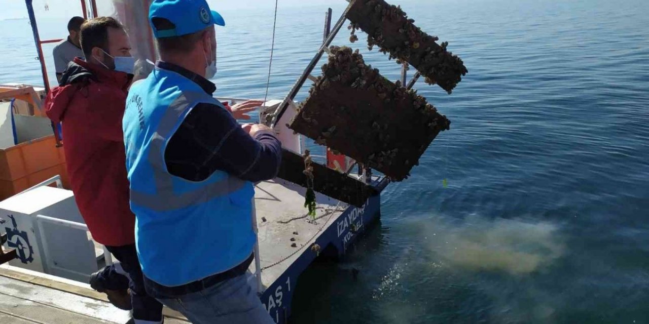 Kocaeli'de denizden piknik masası çıktı