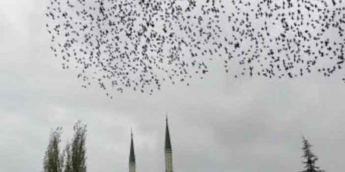 Amasya’da sığırcık kuşlarının dansı