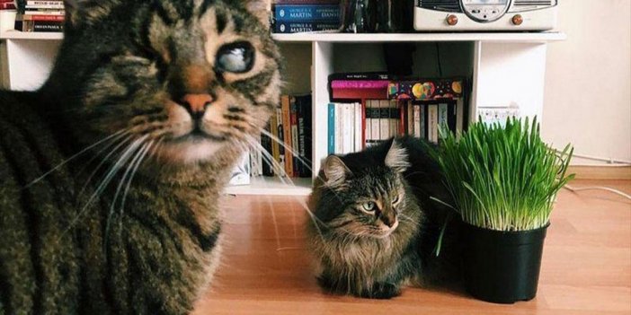 Mahkeme 'kedilerin Velayeti' Davasında 'piraye' Ve 'cingöz'ün Psikolojisini De Gözetti