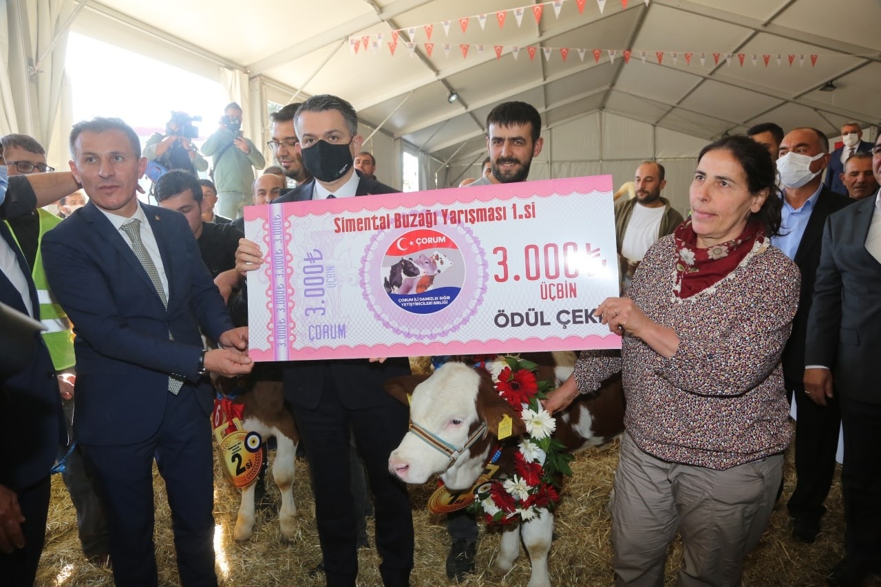 Buzağılar ve düveler güzellikleri ile yarıştı, ödüllerini Bakan Pakdemirli verdi