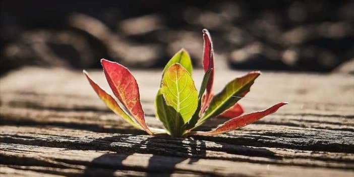 İklim Kriziyle Mücadelede Yerel Yönetimlerin 'uyumu' Önemli Yer Tutuyor