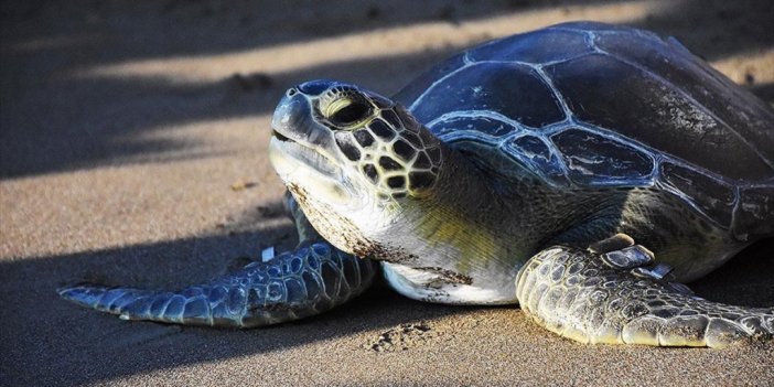 Küresel Isınma Yüzünden Caretta Carettaların Güzergahı Değişti