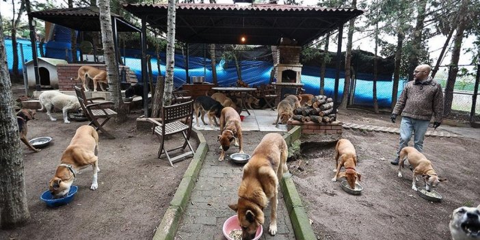 Sokaktan Kurtardığı Onlarca Hayvan Rahat Yaşasın Diye Şehirden Köye Taşındı