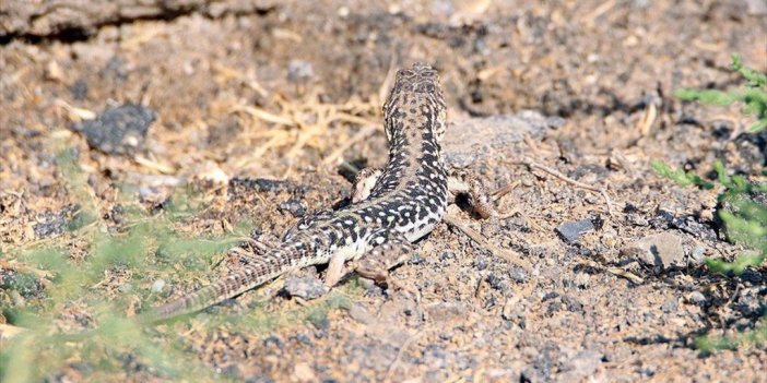 Nadir Görülen Step Kertenkelesi Doğu Anadolu'nun Zorlu Coğrafyasında Yaşıyor