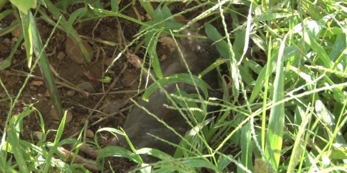 Sarıyer’de mahalleyi akrepler ve fareler bastı