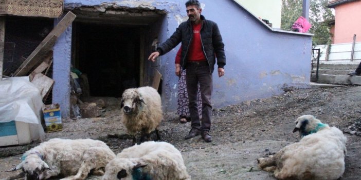 Aç kalan sokak köpekleri, koyun sürüsüne saldırdı