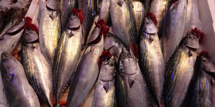 Palamut Fiyatı Uçuşa Geçti!