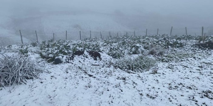 Ordu yaylalarında kar güzelliği