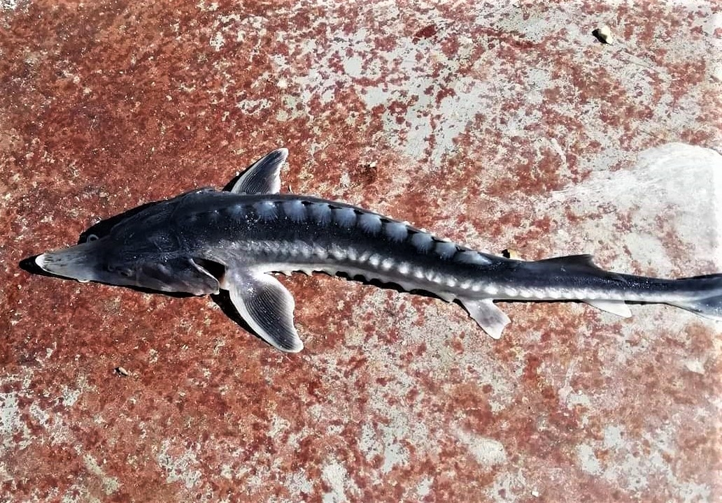 Keban Baraj Gölü’nden Çıkan Balık Şaşkınlığa Neden Oldu