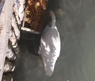 Gagası ile balıkları besleyen kuğu görenleri şaşırttı