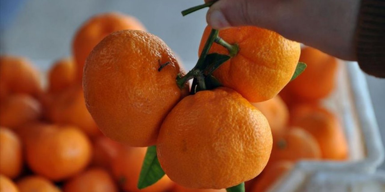 Rusya, 218 ton mandalinayı Türkiye’ye geri gönderdi