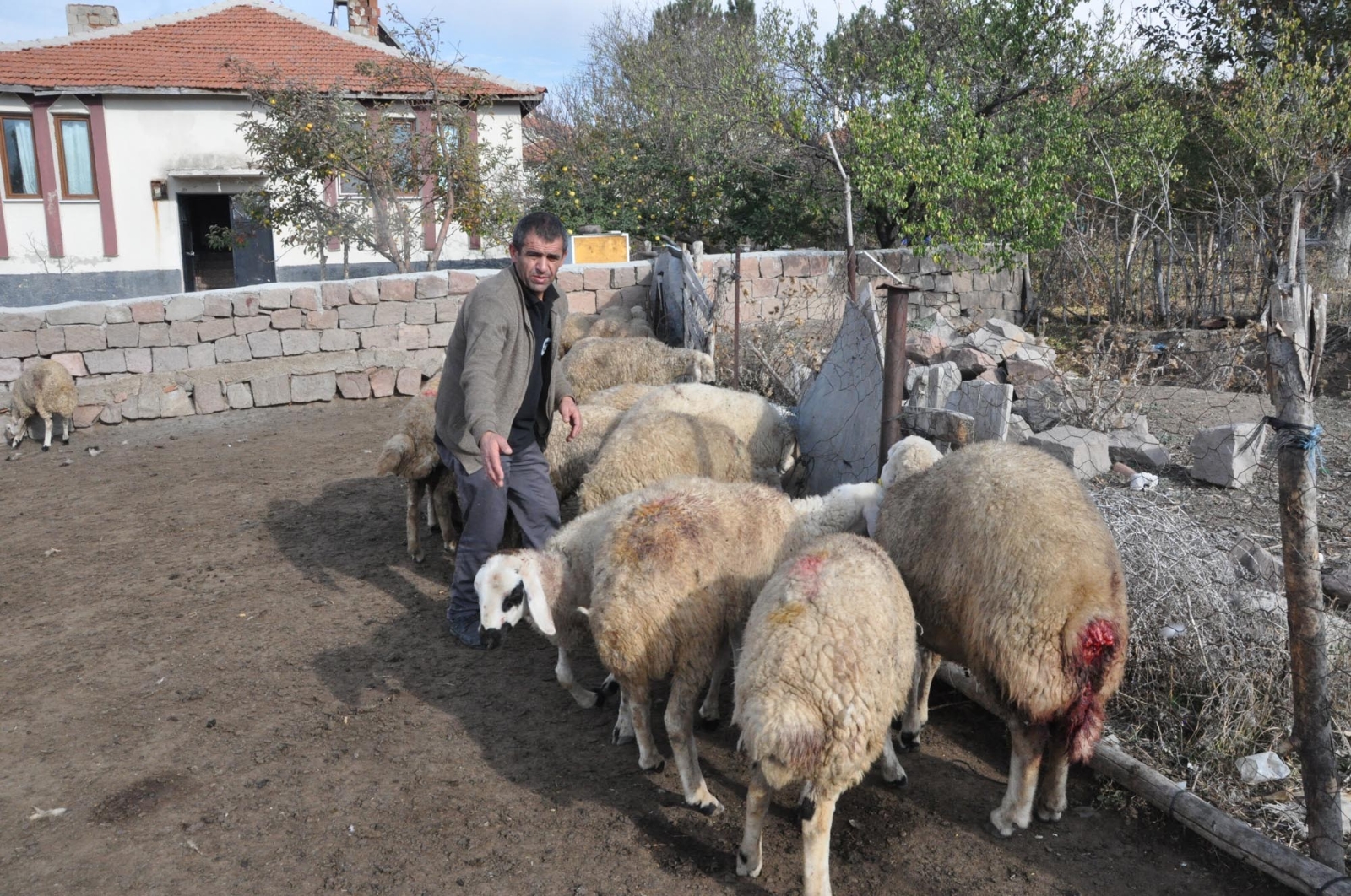 Ağıla giren kurtlar 13 koyunu telef etti