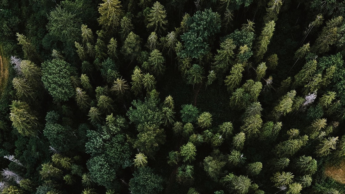 Dünya'da 10 Orman, Emilimini Yaptığı Karbondan Daha Fazlasını Yayıyor