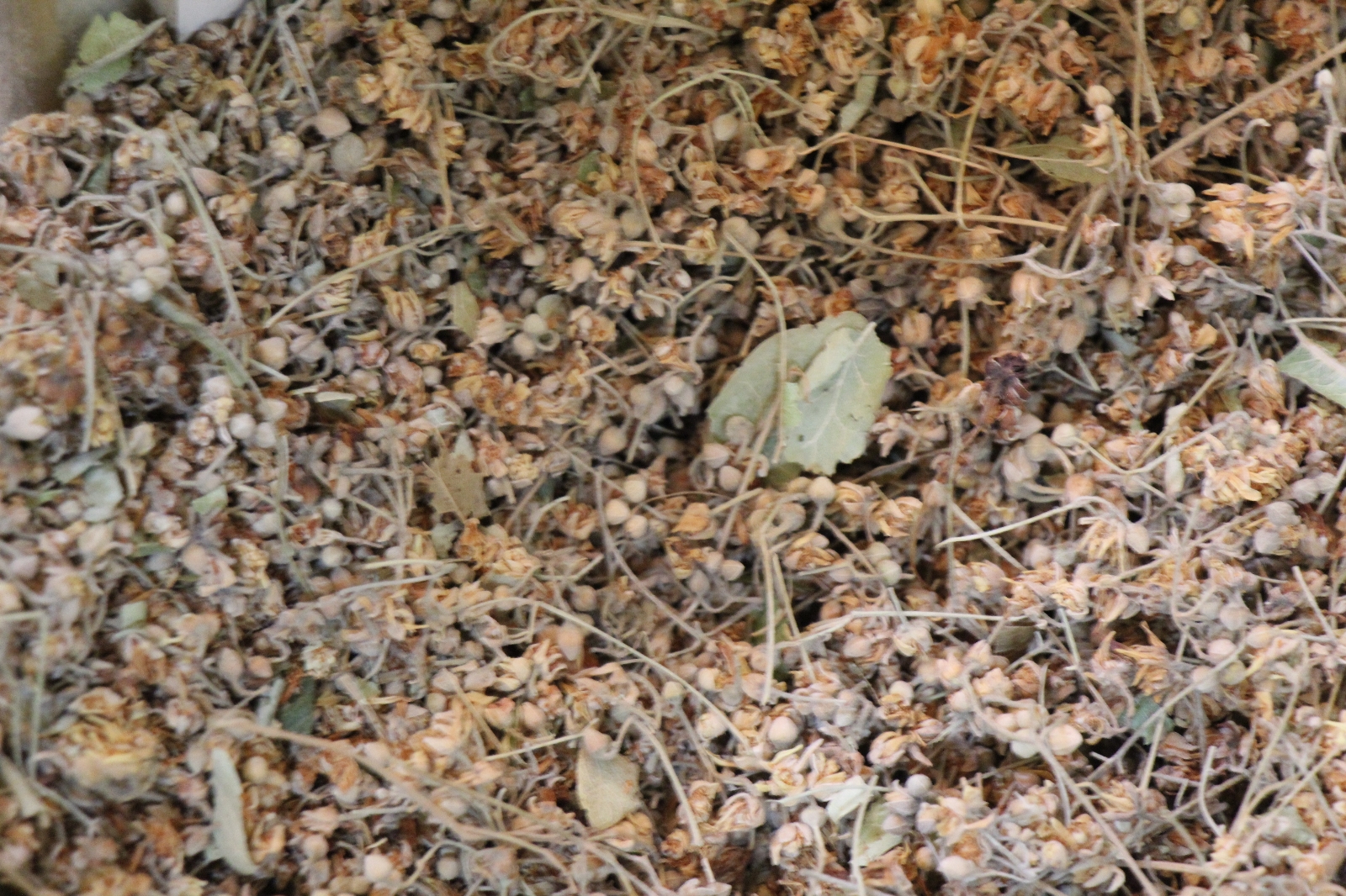 Havaların Soğuması İle Kış Çaylarına İlgi Arttı