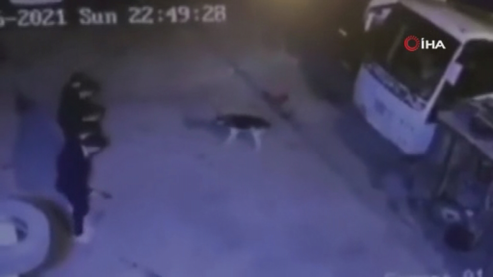 Önce Halay Çekerek Köpekten Kaçtılar Ardından Köpeği Halaya Kattılar