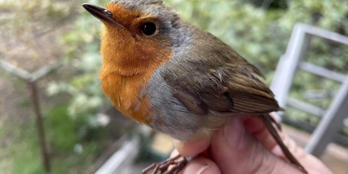 Kuşların Bilinmeyenleri 'halkalama' İle Gün Yüzüne Çıkıyor