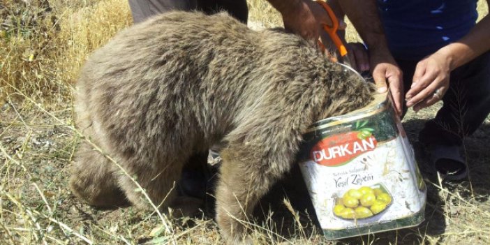 Kafası Tenekeye Sıkışan Ayıya Böyle Yardım Ettiler