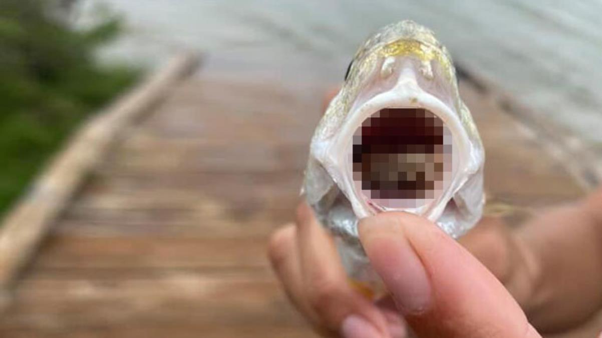 Tuttuğu balığın ağzını açan işçi, gördüğü manzara karşısında ne diyeceğini bilemedi