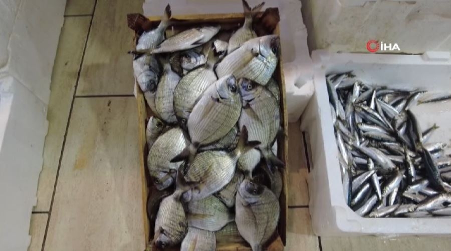Balık bolluğu fiyatlara da yansıdı