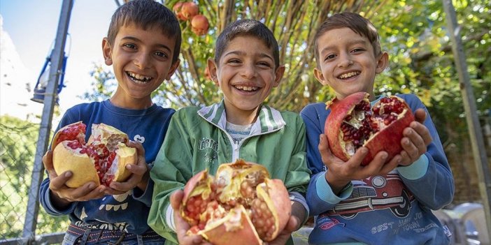 Diyarbakır'ın Akdeniz İklimine Sahip Geçit Köyünde Nar Hasadı Telaşı