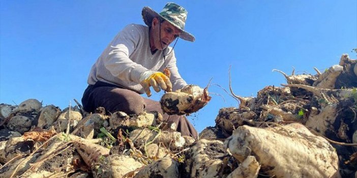 Destek Ve Teşviklerle Ağrı'daki Çiftçiler Şeker Pancarı Üretimini Arttırdı
