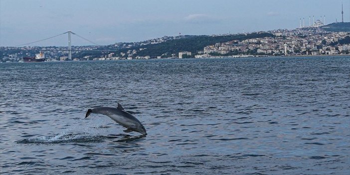 Üçü Türkiye Sularında 14 Yeni Önemli Deniz Memelileri Alanı İlan Edildi