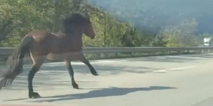 Karayolunda dört nala kaçış, trafiği alt üst etti