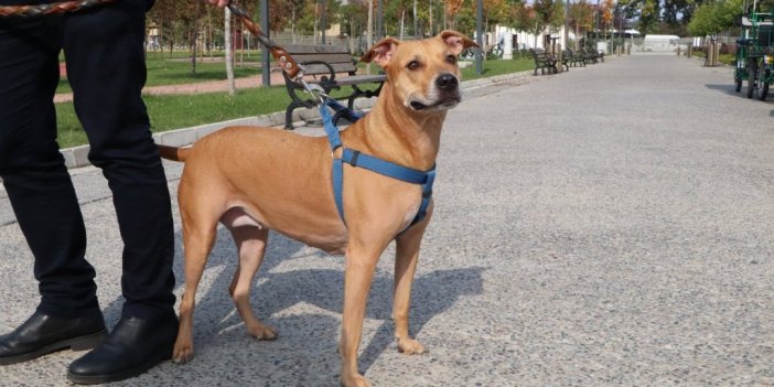 İşte pitbull gerçeği: Asıl sorun ‘sahibinde’
